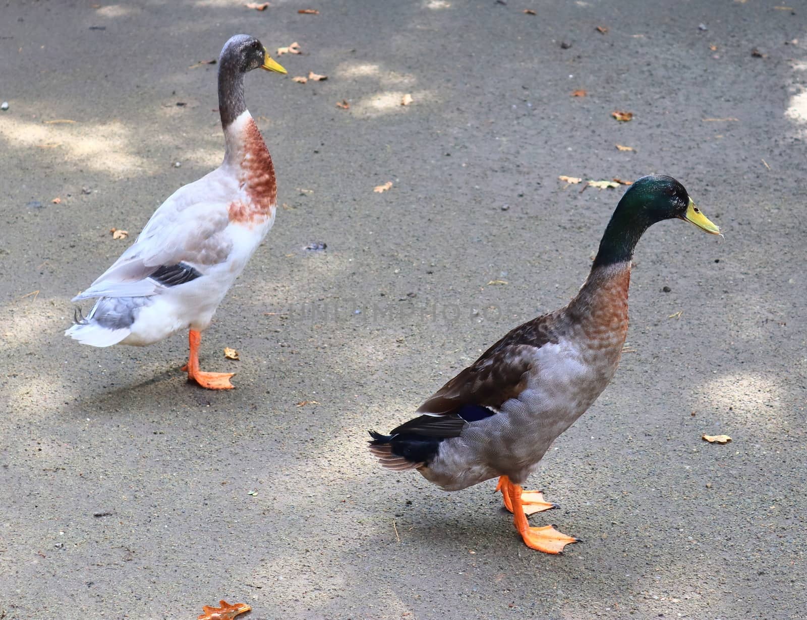 Beautiful ducks running around in a rural environment