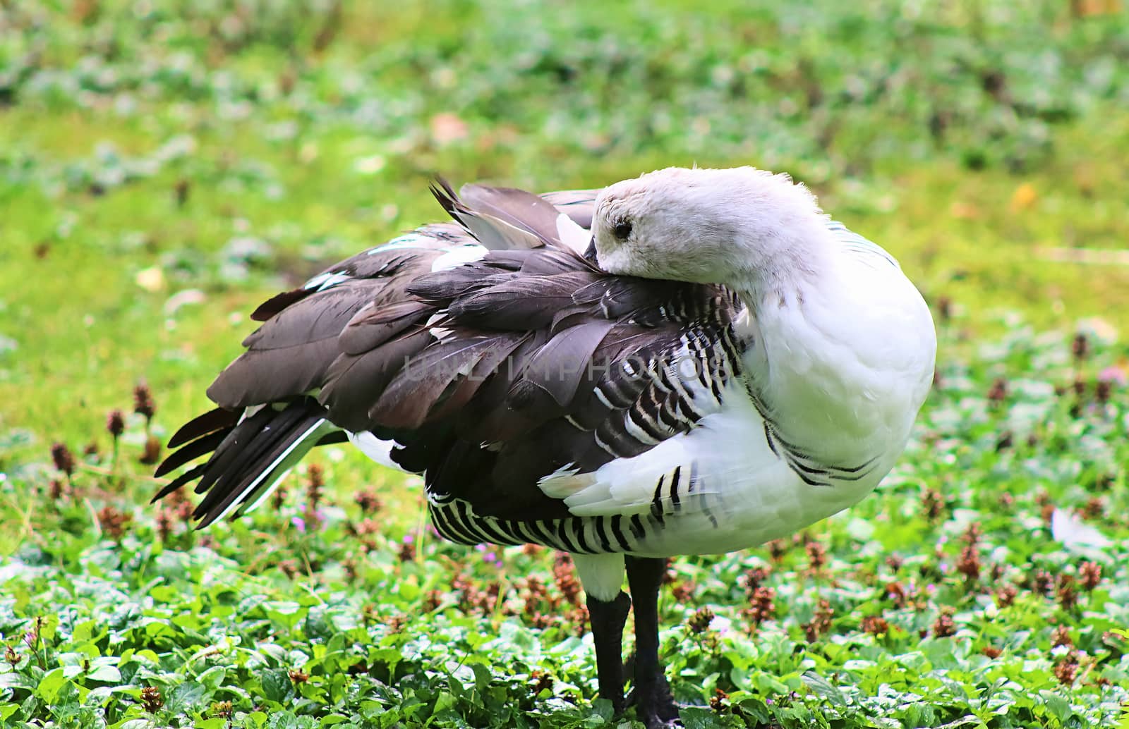 Beautiful ducks running around in a rural environment