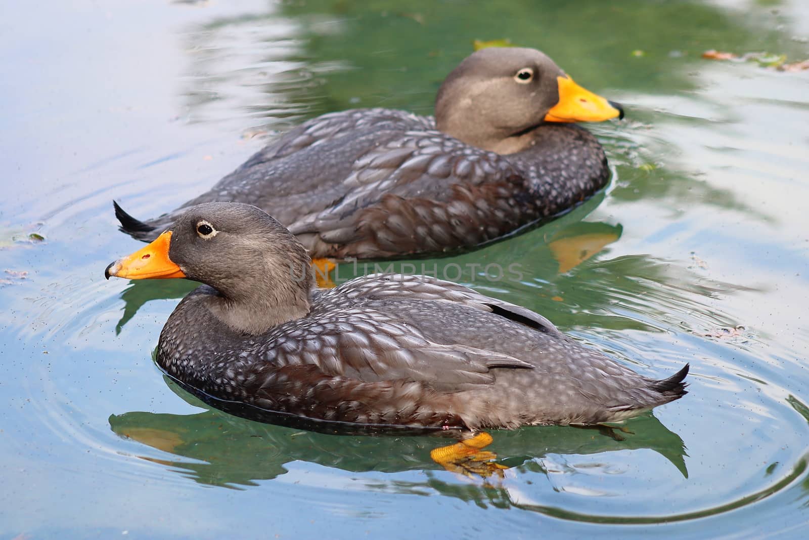 Beautiful ducks running around in a rural environment