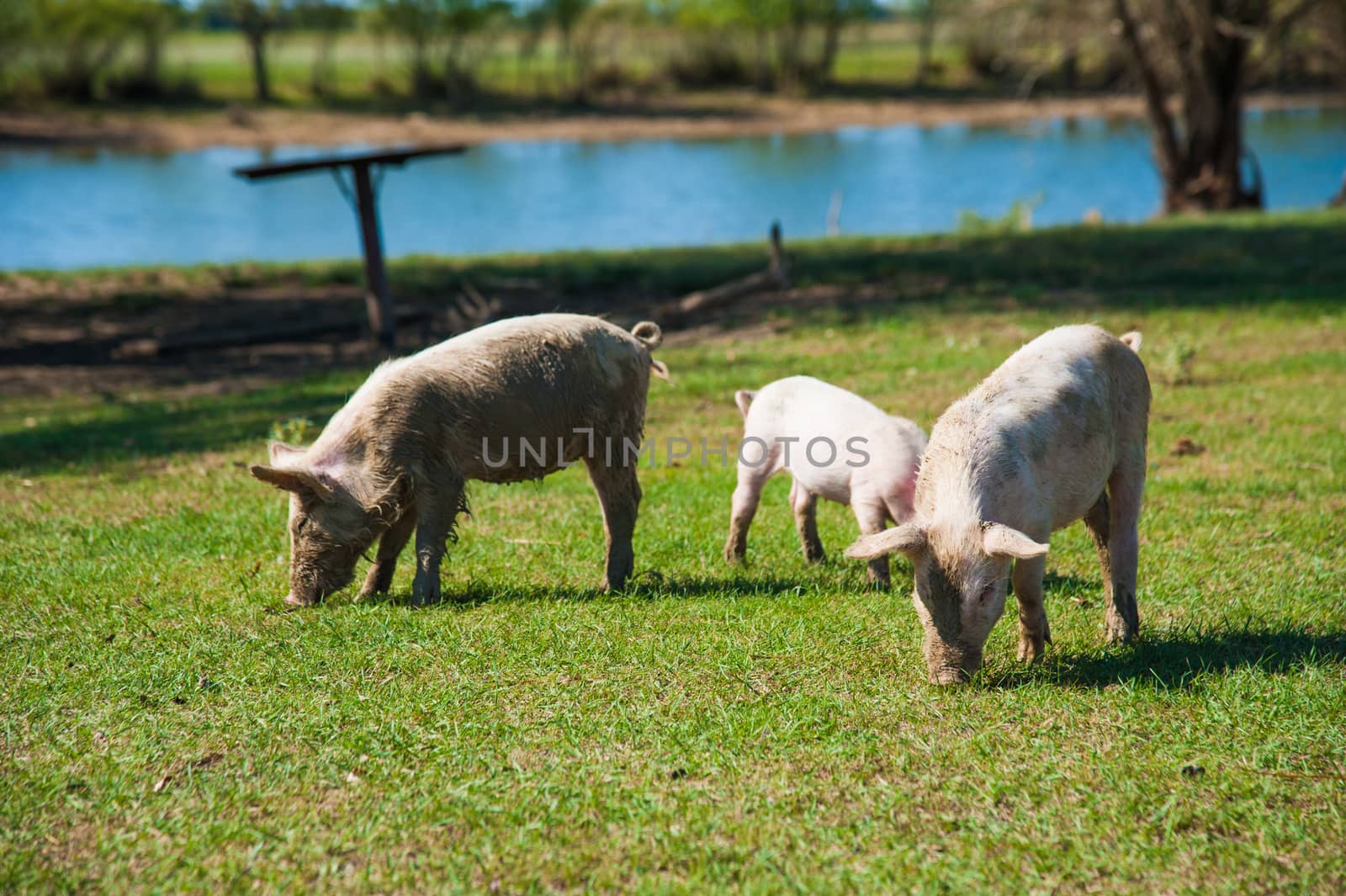 Pig farm. Pigs in field. Pig running on a green meadow