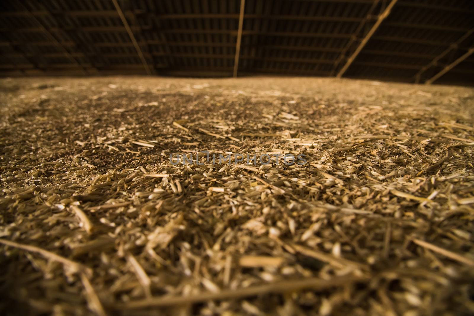 Pile of heaps of wheat grains at grain elevator. by grigorenko