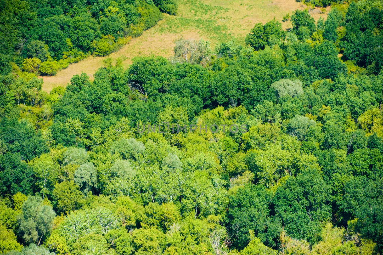Aerial view of forest during by grigorenko