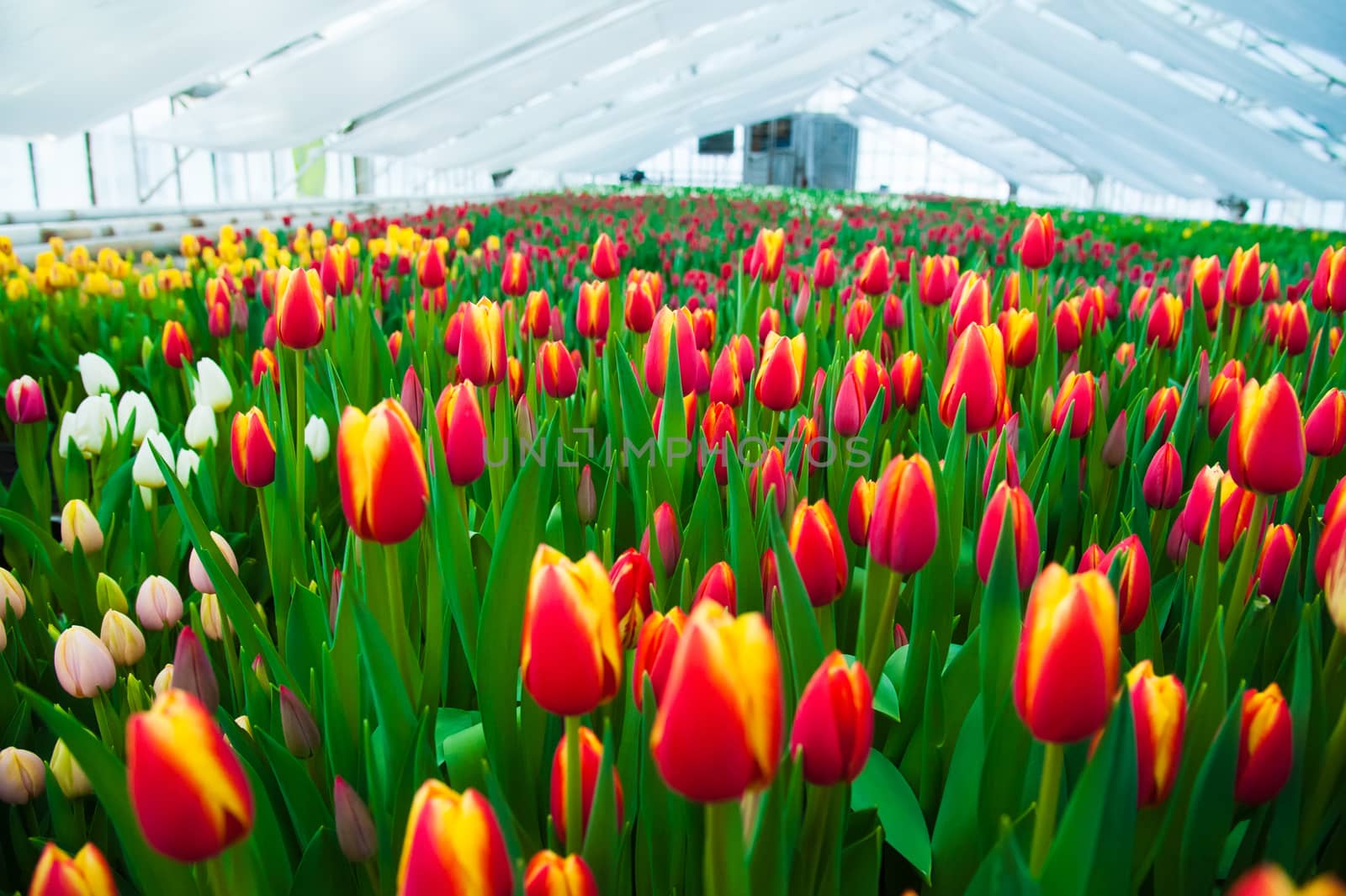 Spring scene of tulip field by grigorenko
