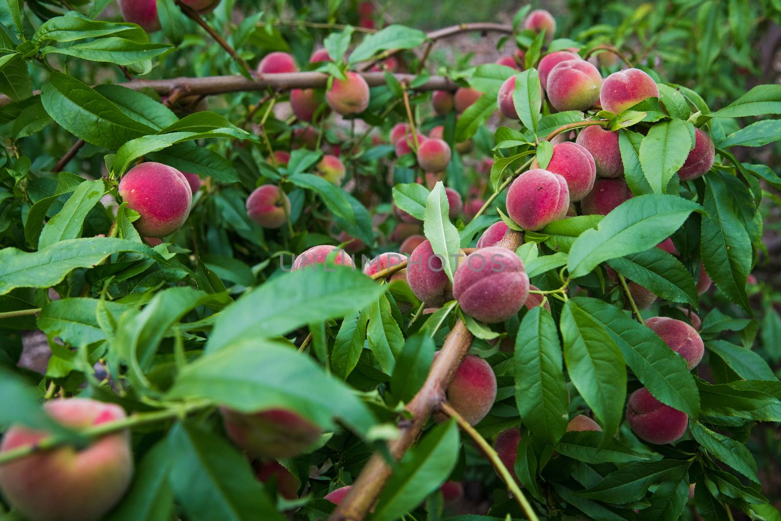Peaches growing on a tree by grigorenko