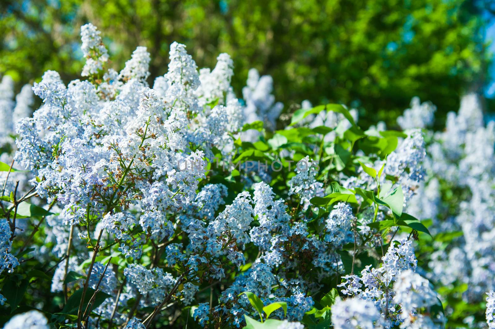 Blossoming common Syringa vulgaris lilacs bush. Springtime landscape with bunch of tender flowers.