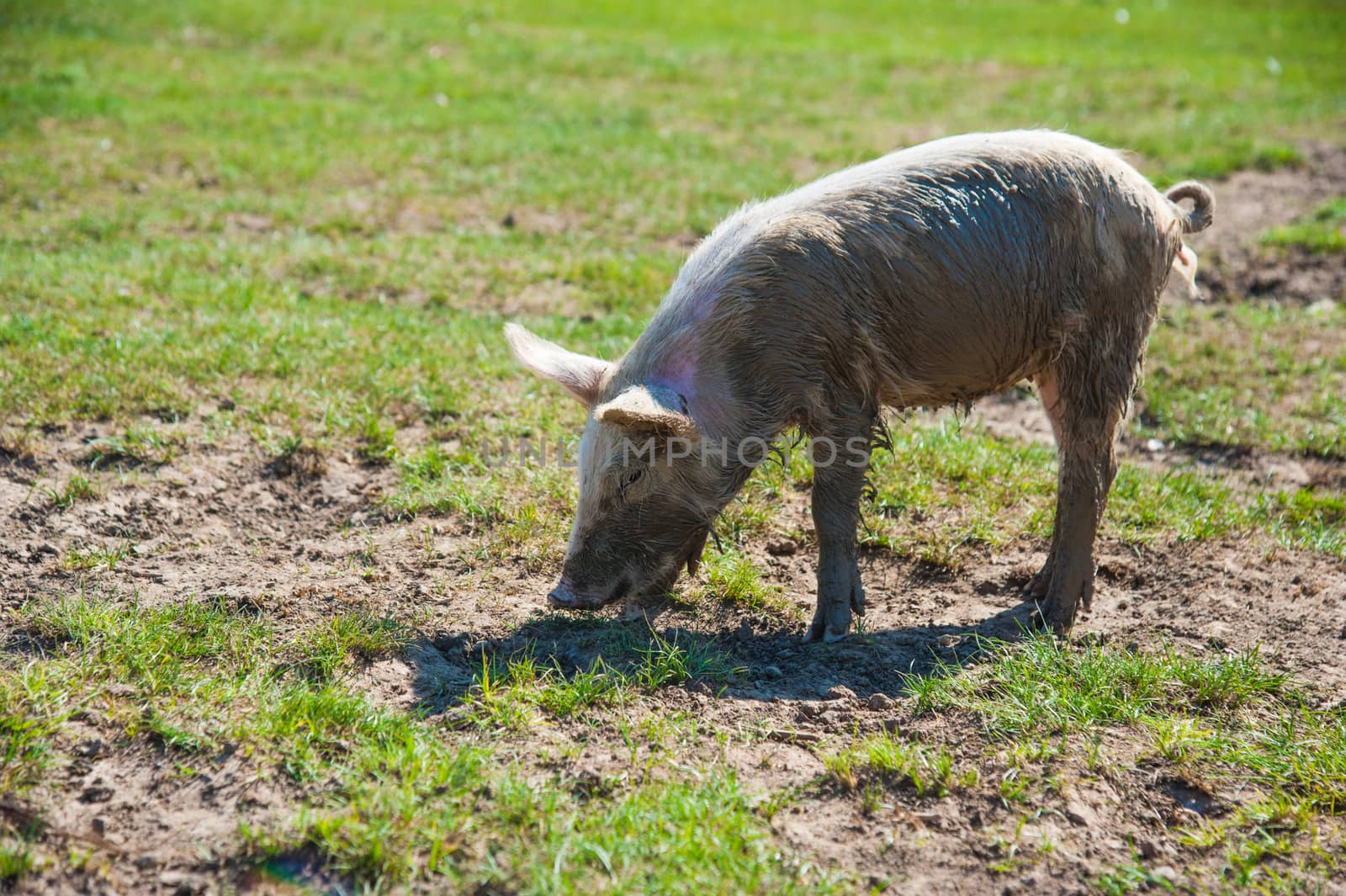 Pig farm. Pigs in field. Pig running on a green meadow