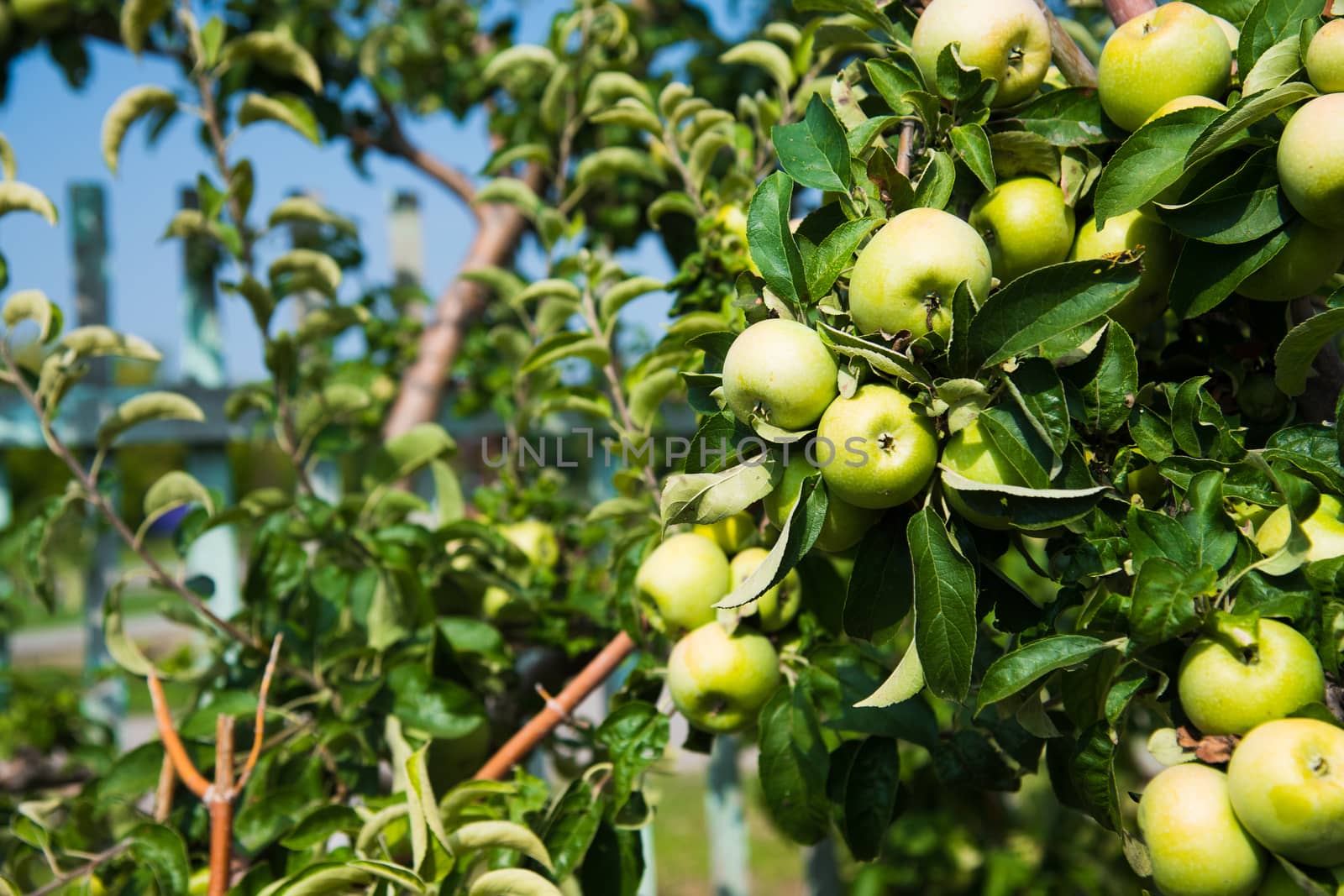 Apples grows on a branch among the green foliage. Apple orchard