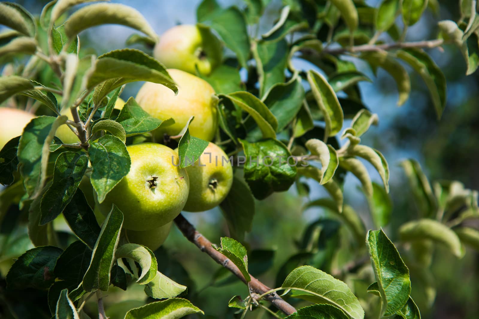 Apples grows on a branch among the green foliage. Apple orchard