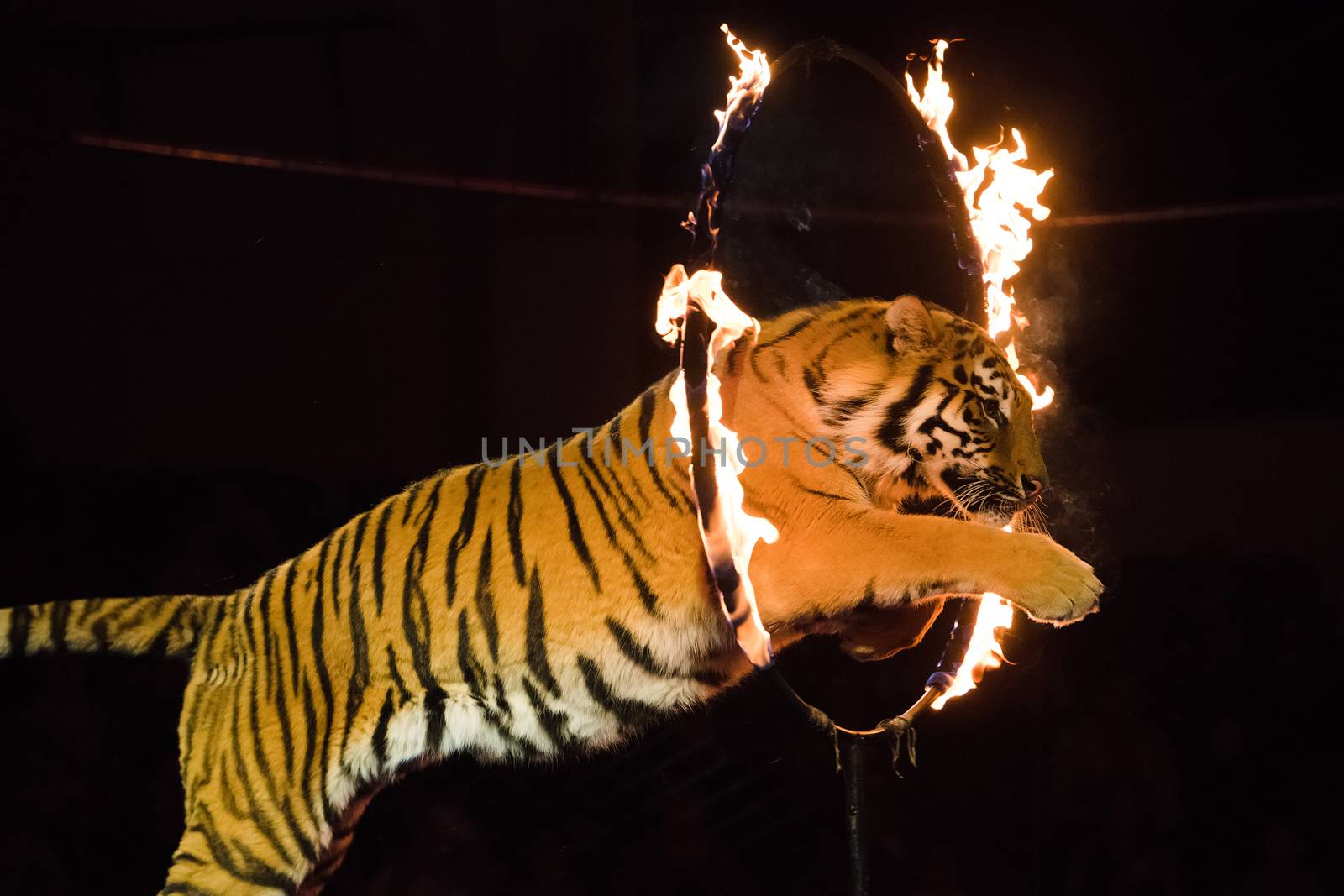 Circus. Dangerous trick. Tiger jumps through fire