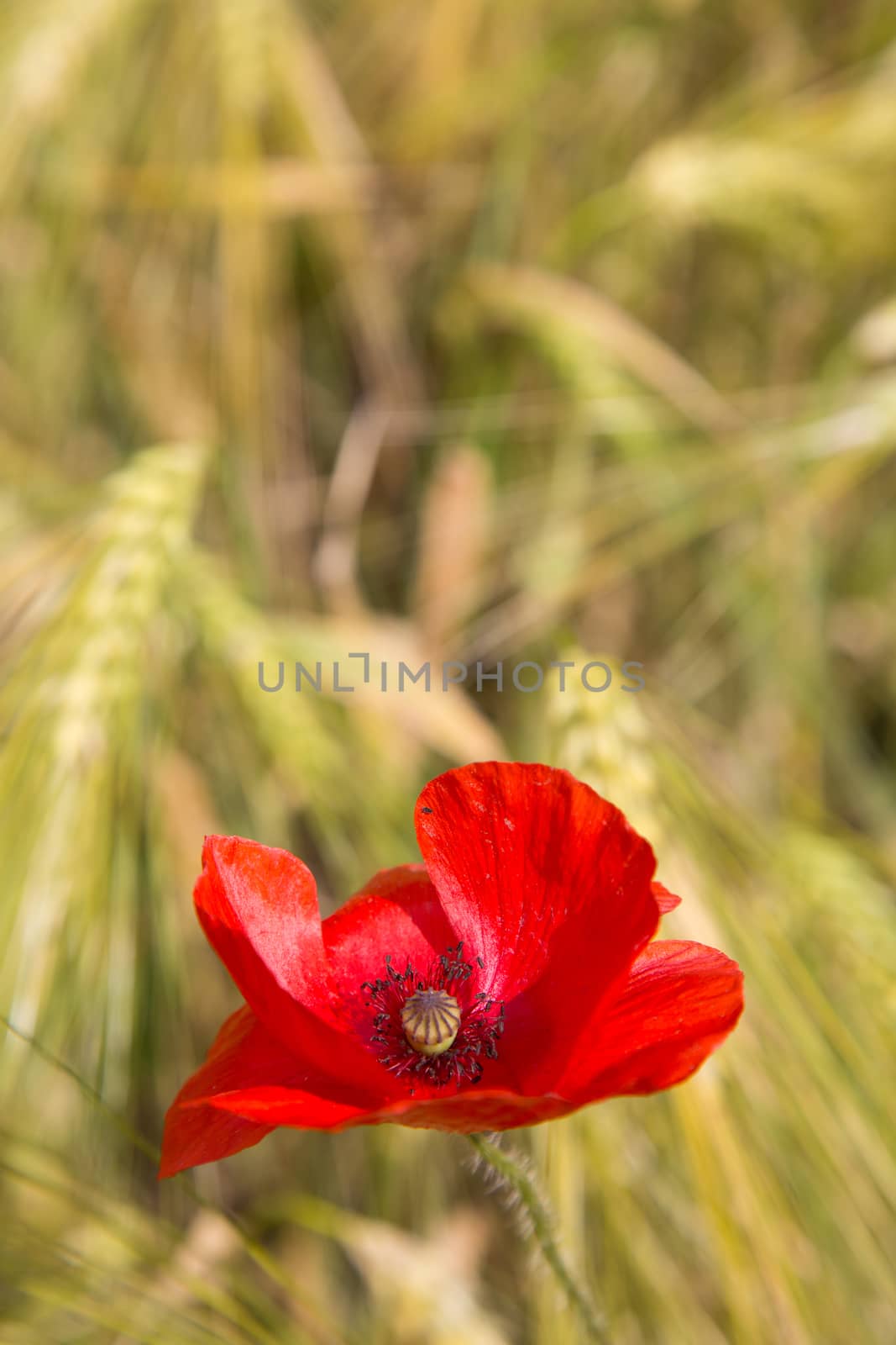 One beautiful red poppy wildflower in a wheat field