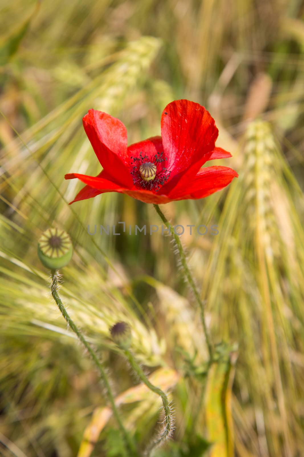 One beautiful red poppy wildflower in a wheat field