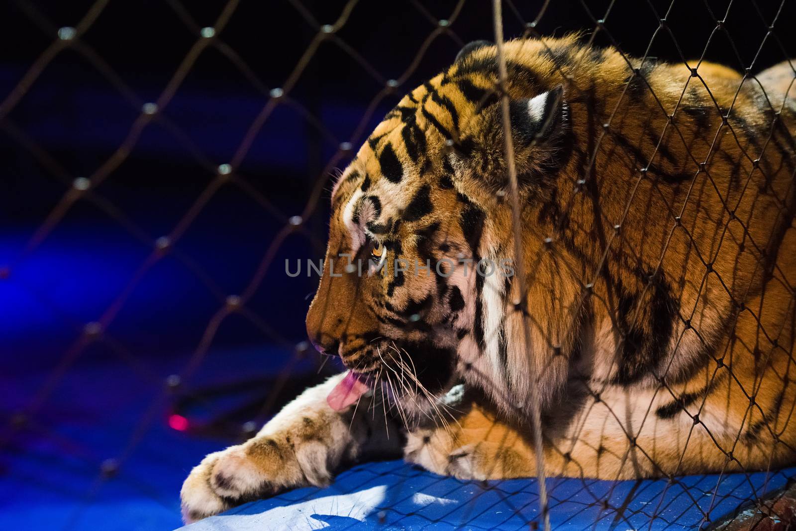 Tiger performs tricks in the circus arena by grigorenko