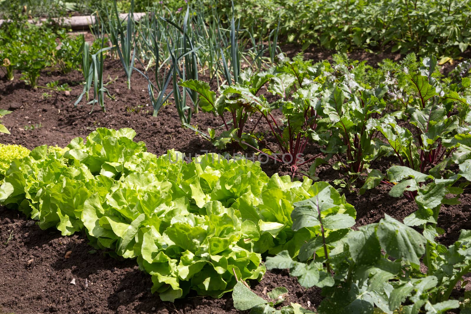 Vegetable bed with lettuce in a garden