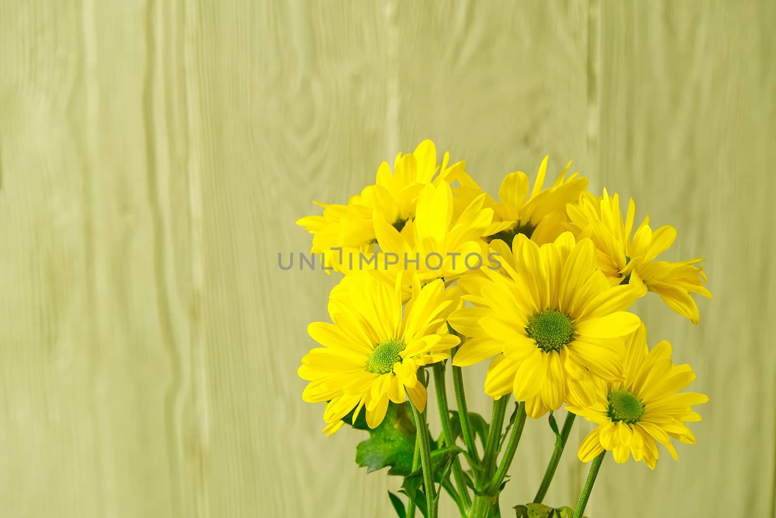 Beautiful fresh yellow chrysanthemum on light green wooden background, close-up shot, yellow daisies flowers