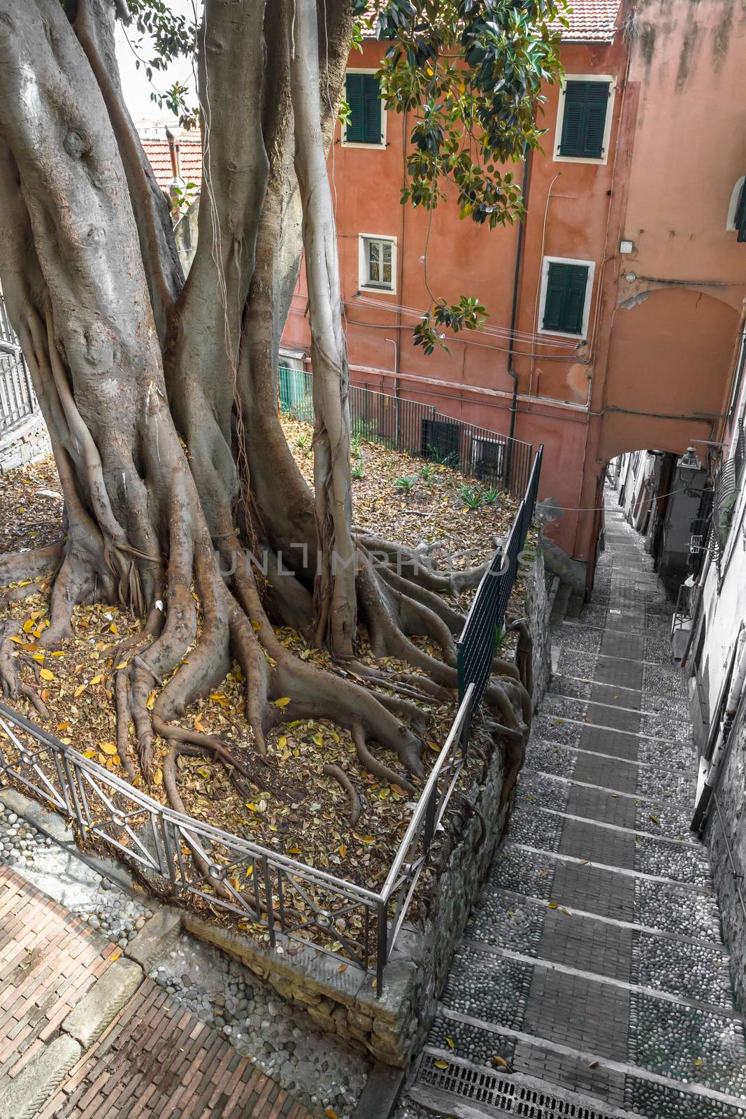 Old tree with big invasive roots growing in the "Pigna", characteristic historical center of Sanremo, Italy.