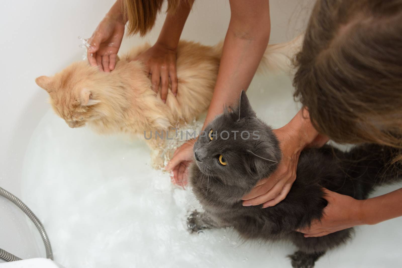 Children put two cats in the bathroom and try to keep them milking in order to bathe by Madhourse