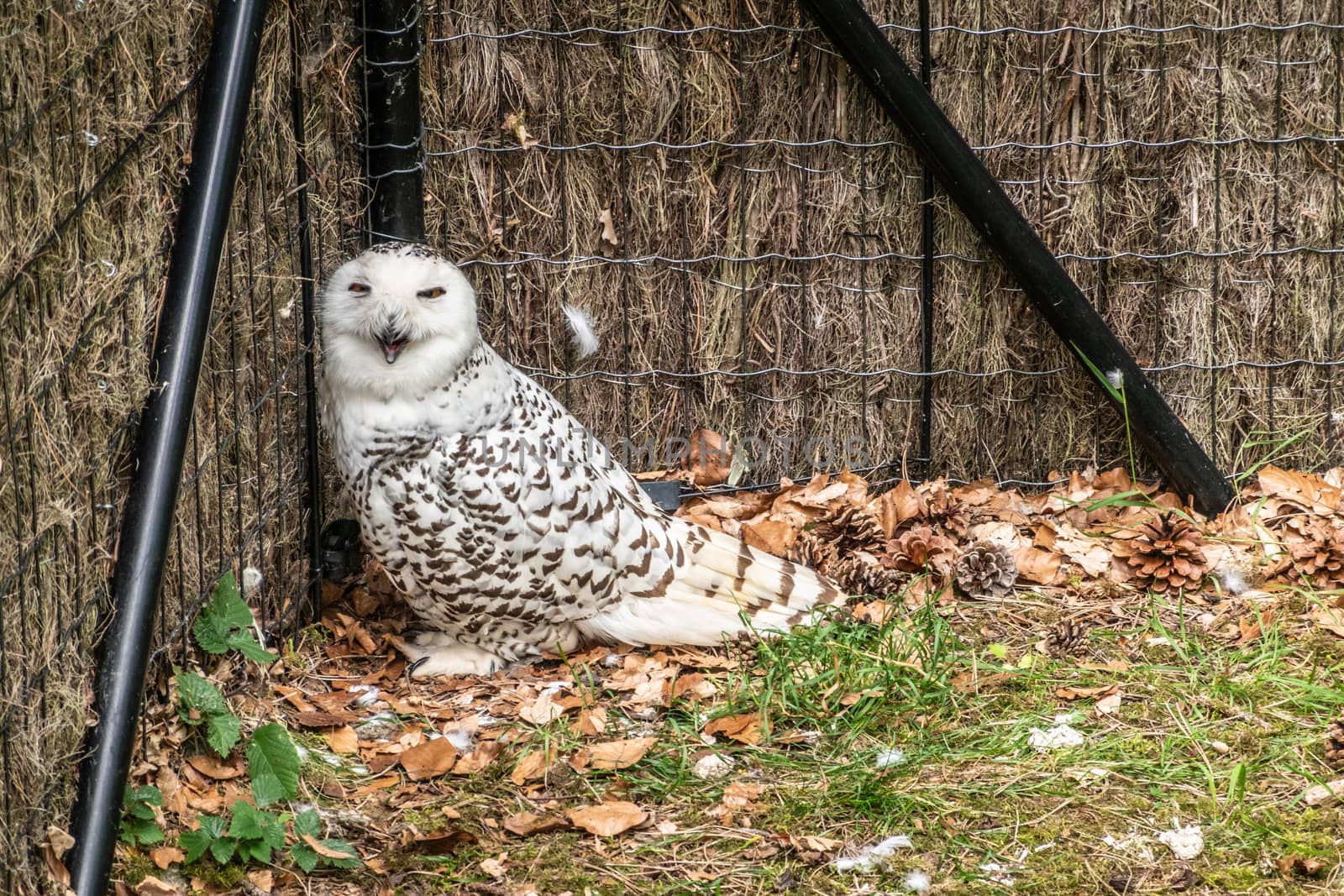 Snowy Owl in captivity at animal park in Han-sur-lesse, Belgium. by Claudine