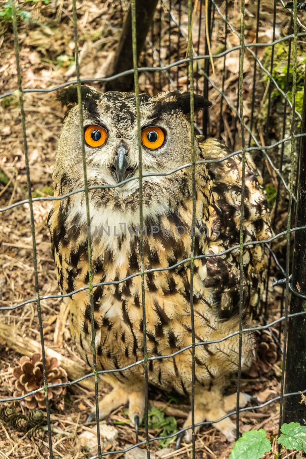 Han-sur-Lesse, Belgium - June 25, 2019: Animal park with Long Eared Owl in captivity in closeup.