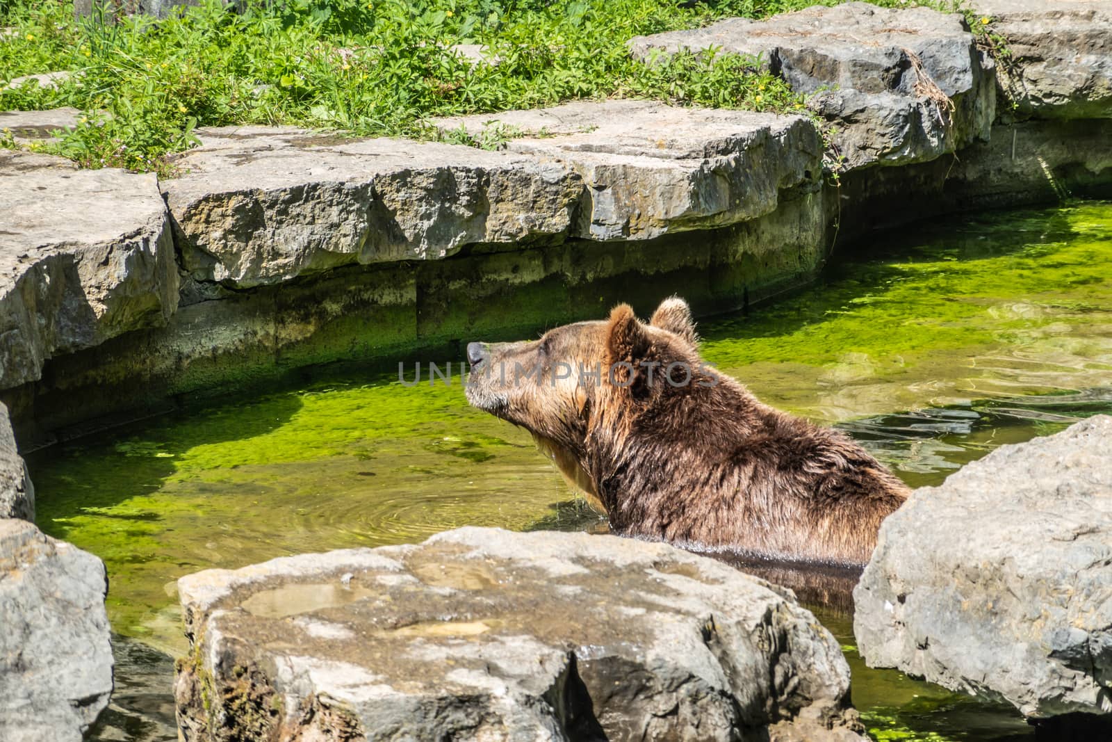 Han-sur-Lesse, Belgium - June 25, 2019: Animal park with brown bear in greenish pool water surrounded by rocks popping its head above water.