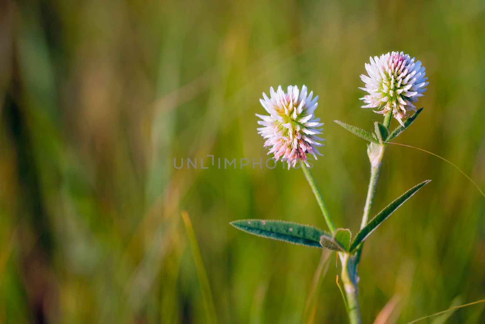 Trifolium repens or white clover by MaxalTamor