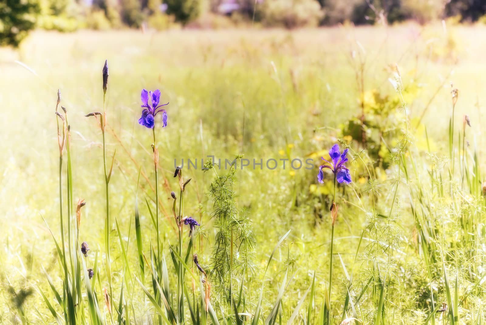 Iris sibirica, commonly known as Siberian iris or Siberian flag, growing in the meadow close to the Dnieper river in Kiev, Ukraine, under the soft morning sun