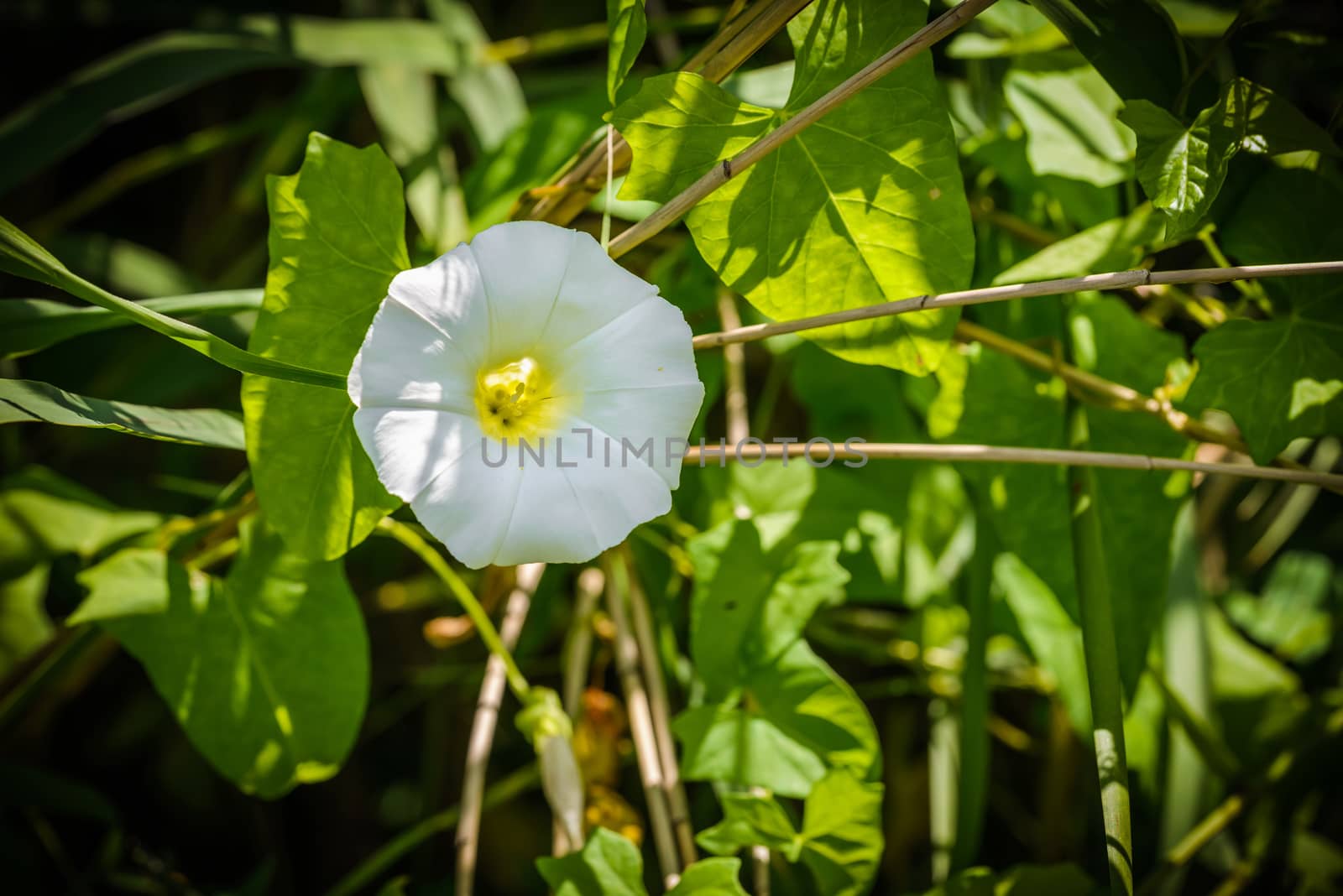 White Calystegia Under the Sun by MaxalTamor