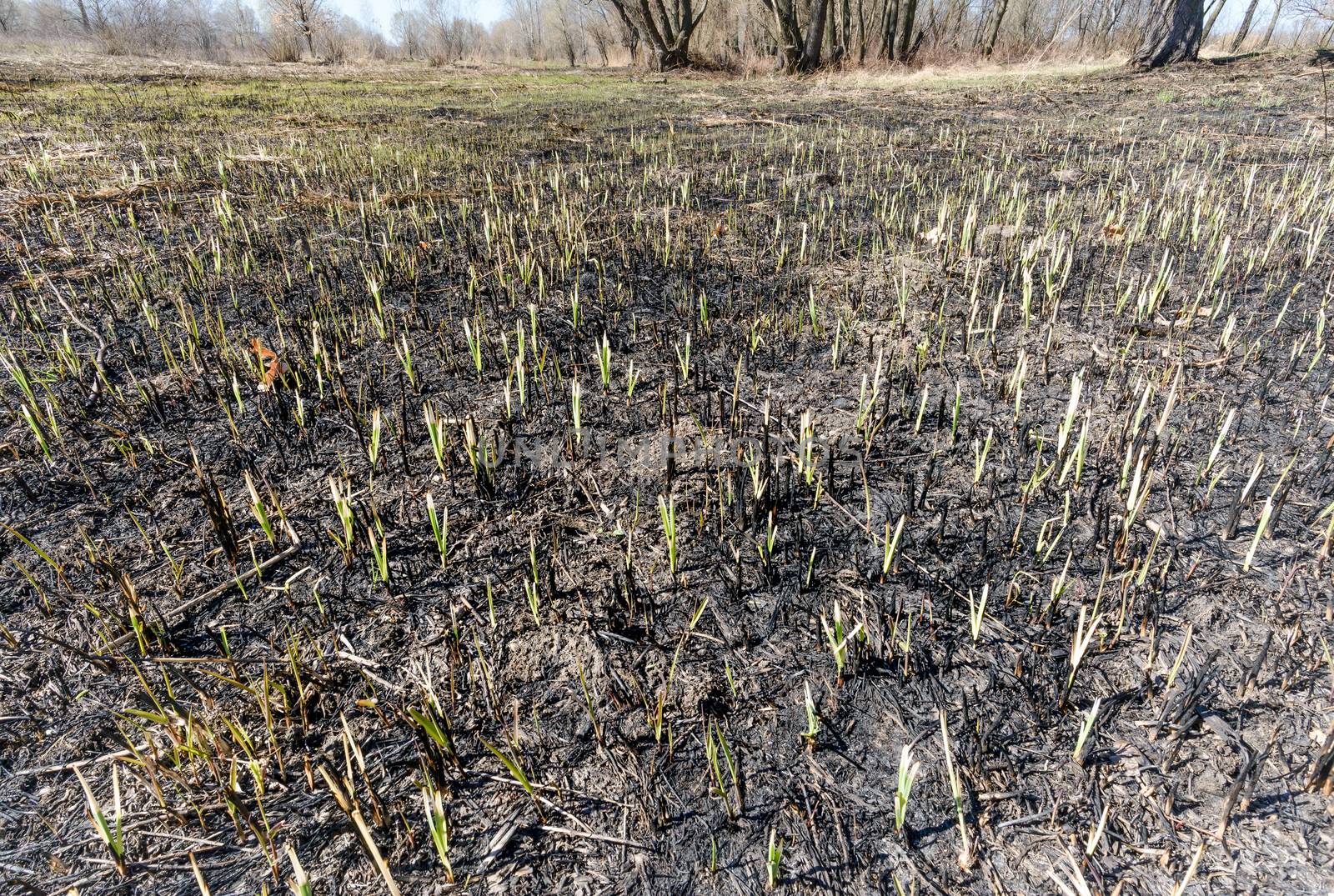 Wasteland after fire consequences: dry ground, tree roots and bushes are burnt and devastated. Young plants are growing up in spring