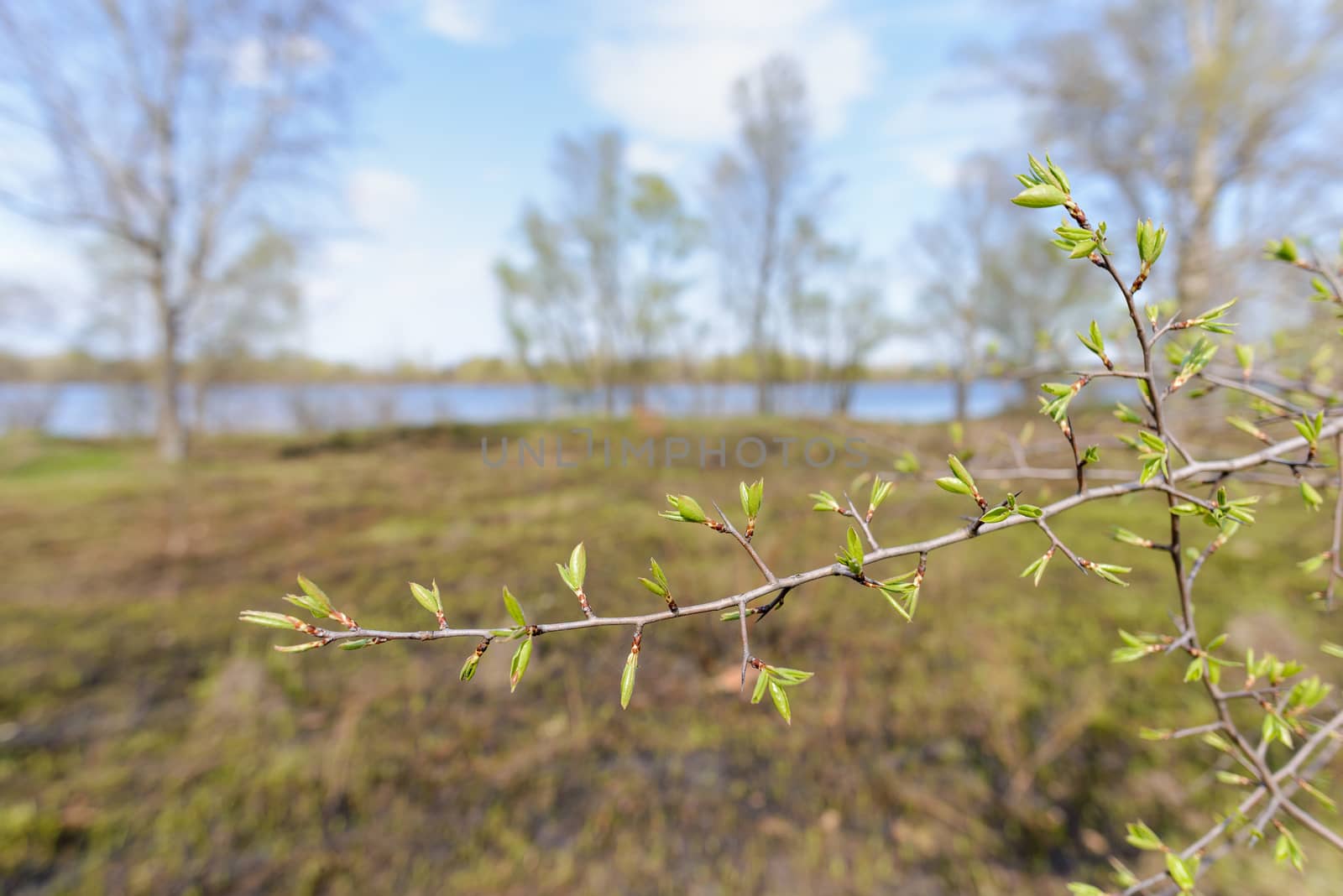 Tree twig with young green closed leaves at the beginning of spring