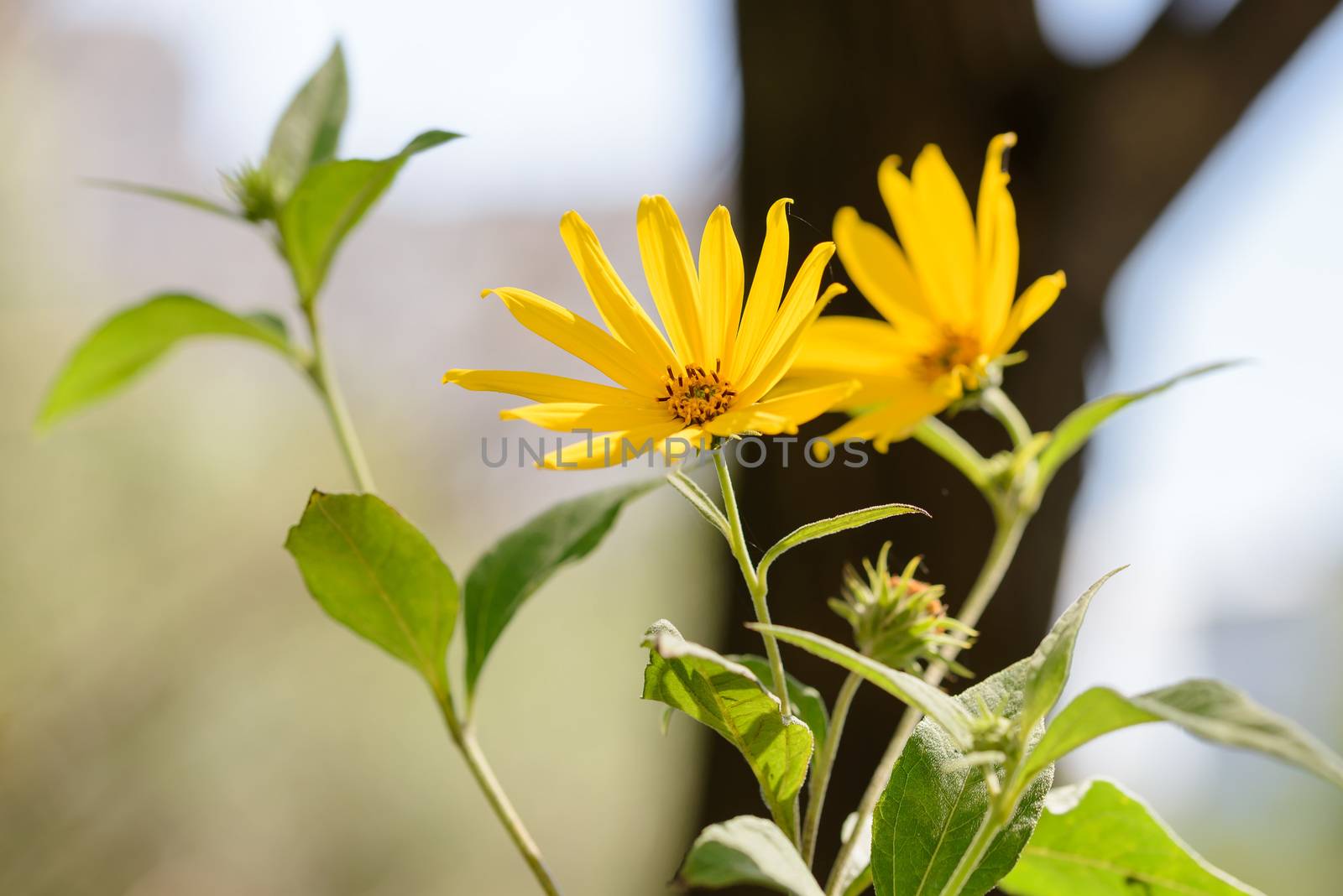 Yellow Helianthus tuberosus or Jerusalem Artichoke flower growing near the lake