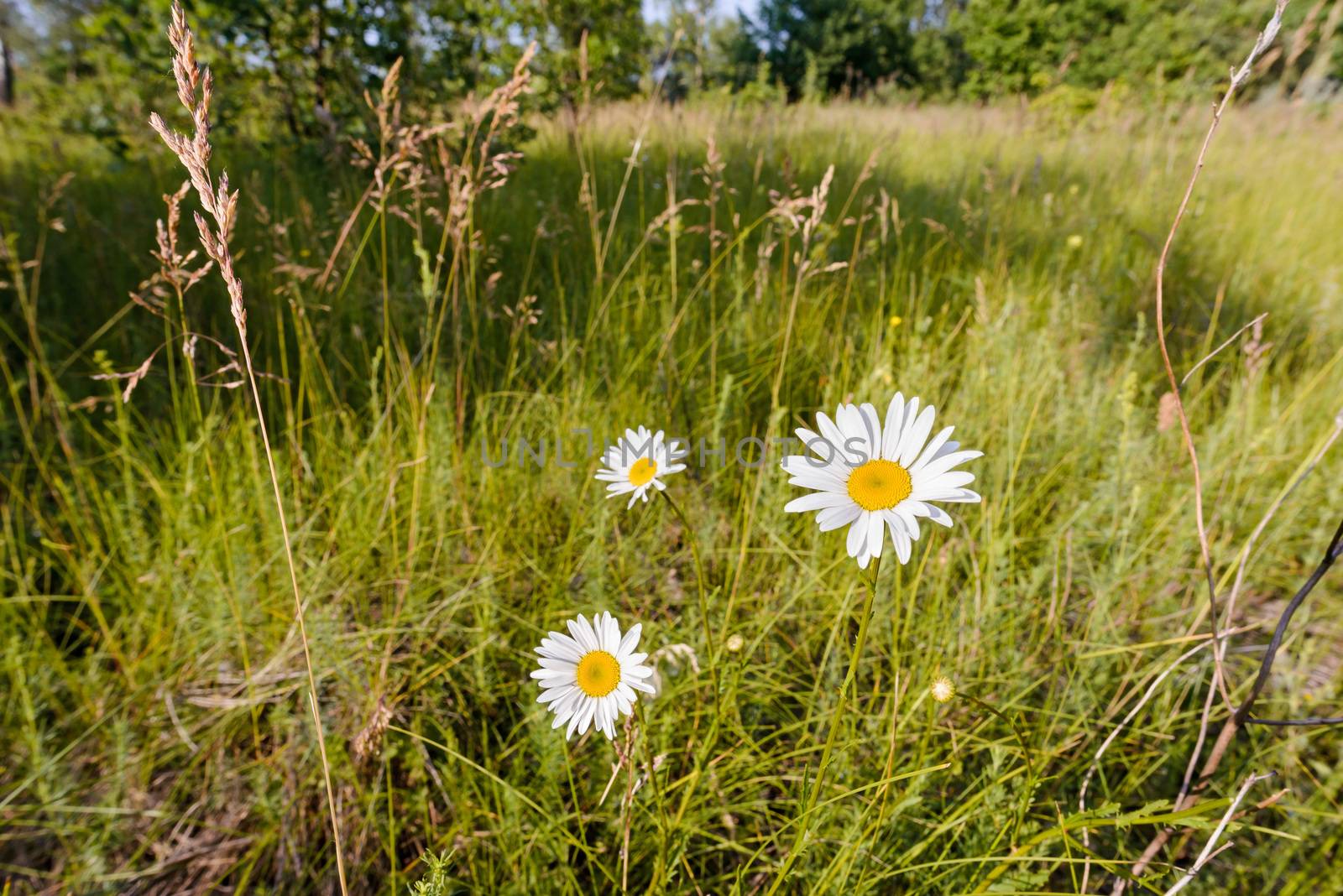 Chamomile Flowers in the Meadow by MaxalTamor