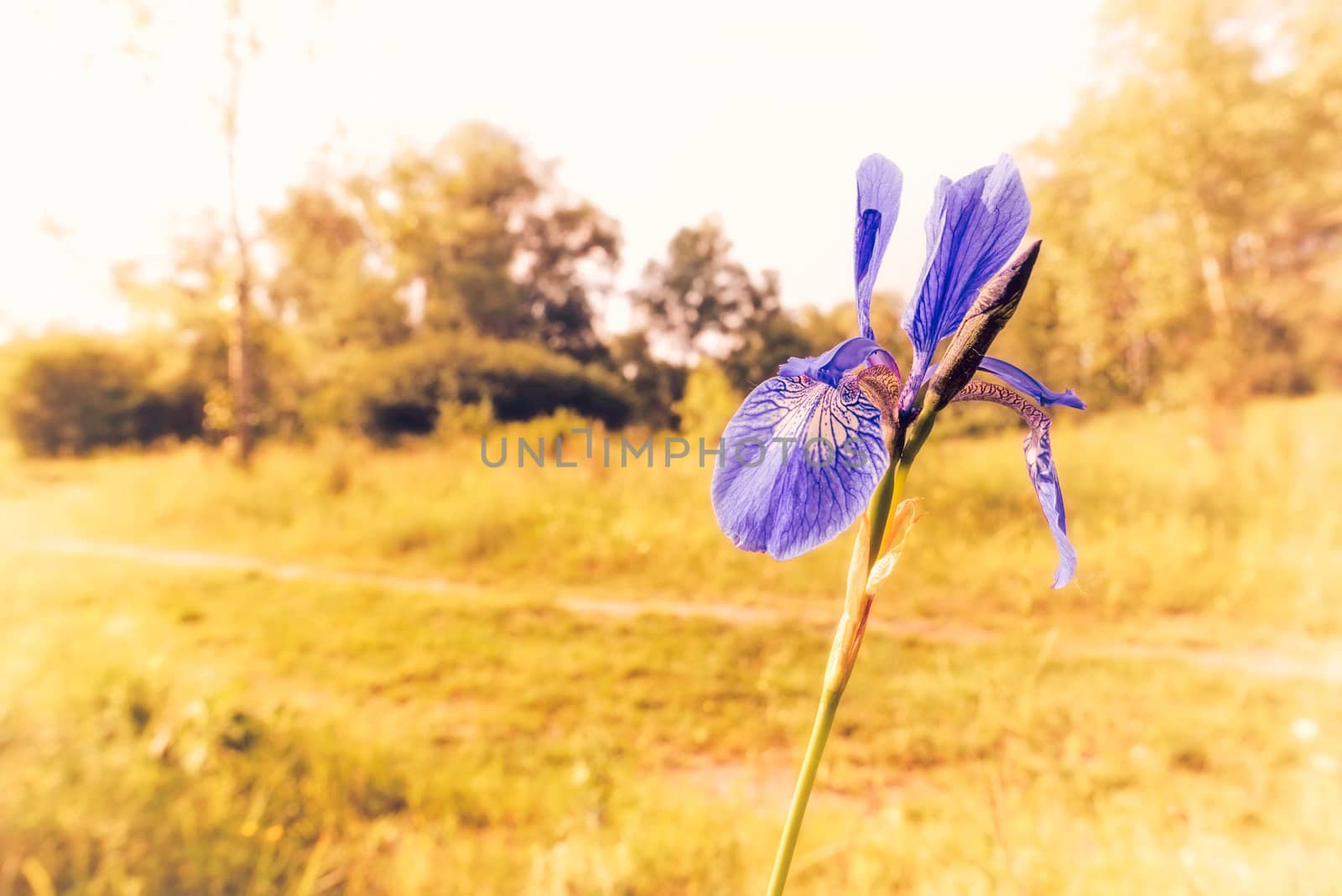 Iris sibirica in the meadow by MaxalTamor