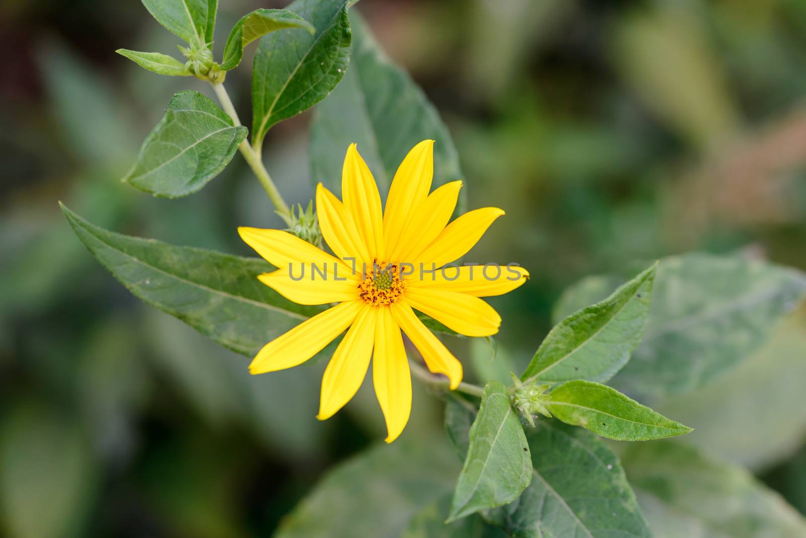 Yellow Helianthus tuberosus or Jerusalem Artichoke flower growing near the lake