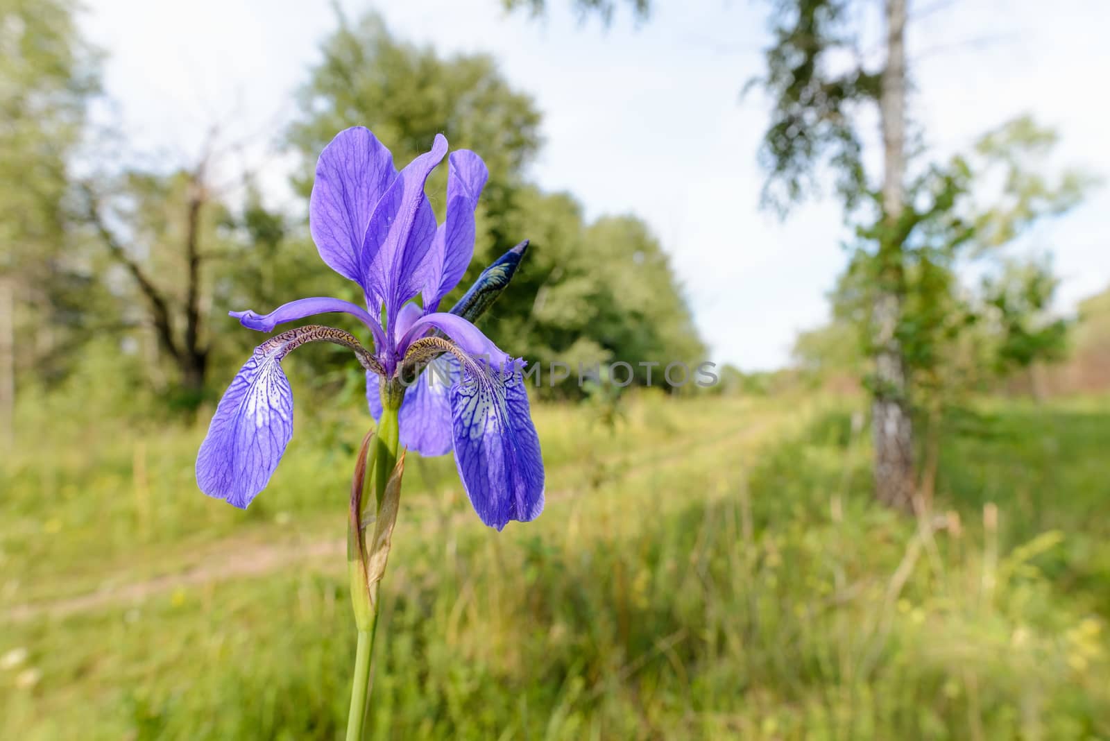 Iris sibirica in the meadow by MaxalTamor