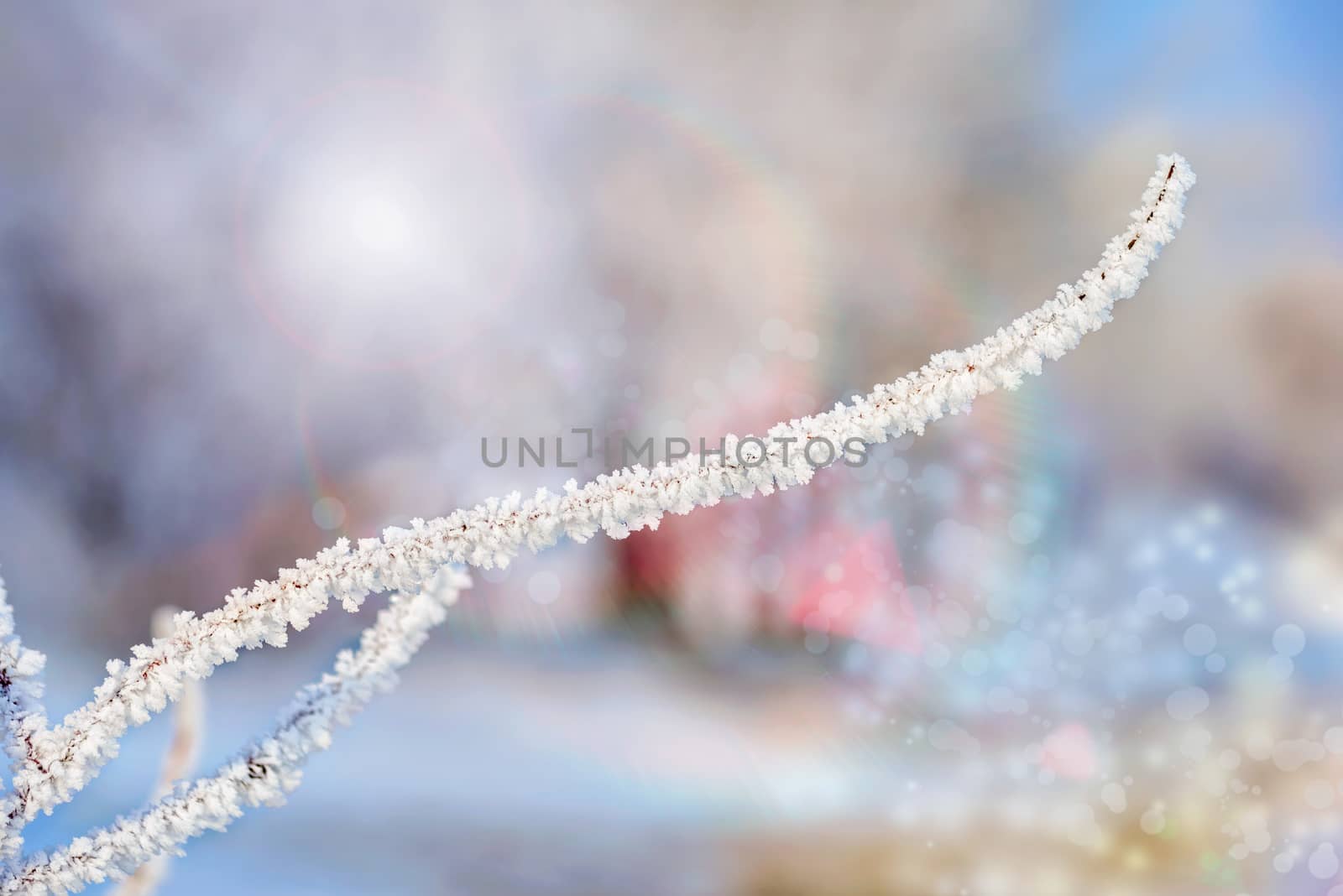 Macro of a Twig With Snow by MaxalTamor