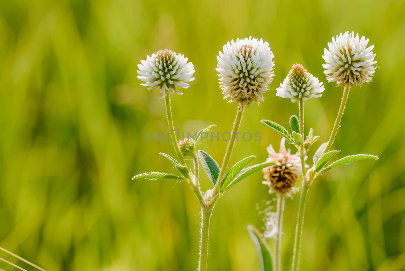 Trifolium repens or white clover by MaxalTamor