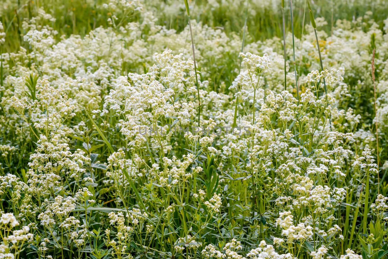 Galium boreale flowers, also known as northern bedstraw, in a meadow under the warm spring sun