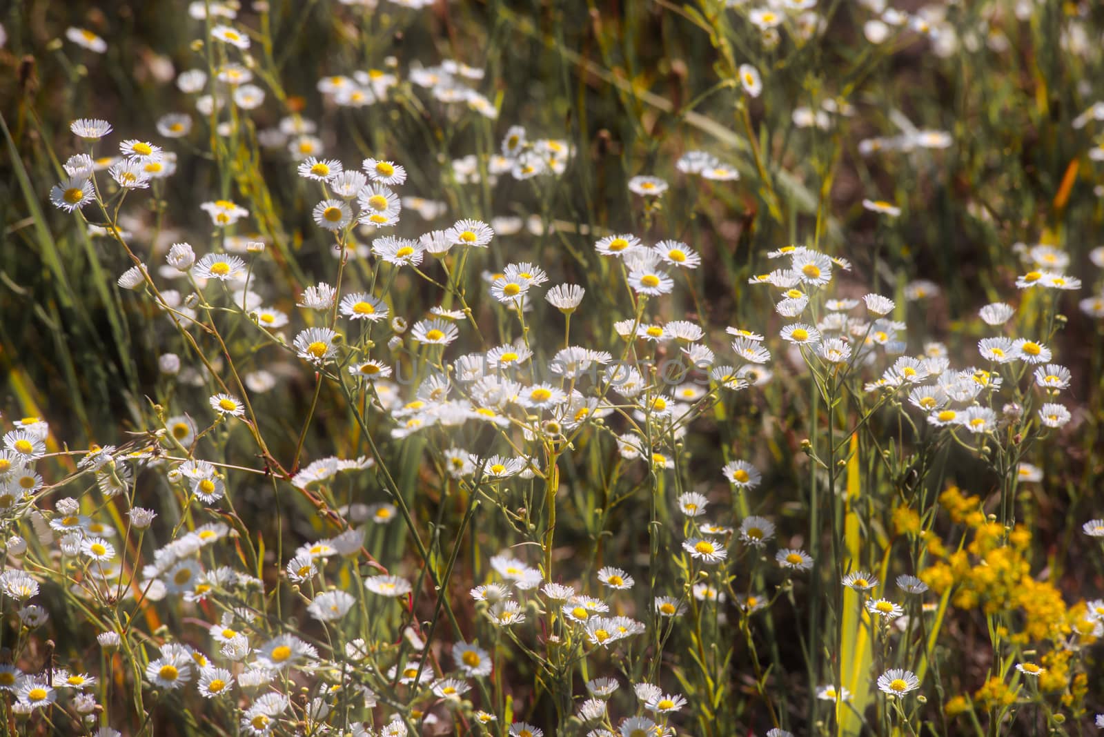 Erigeron Annuus Flowers, also known as fleabane, daisy fleabane, or eastern daisy fleabane, growing in the meadow under the warm summer sun in Kiev, Ukraine