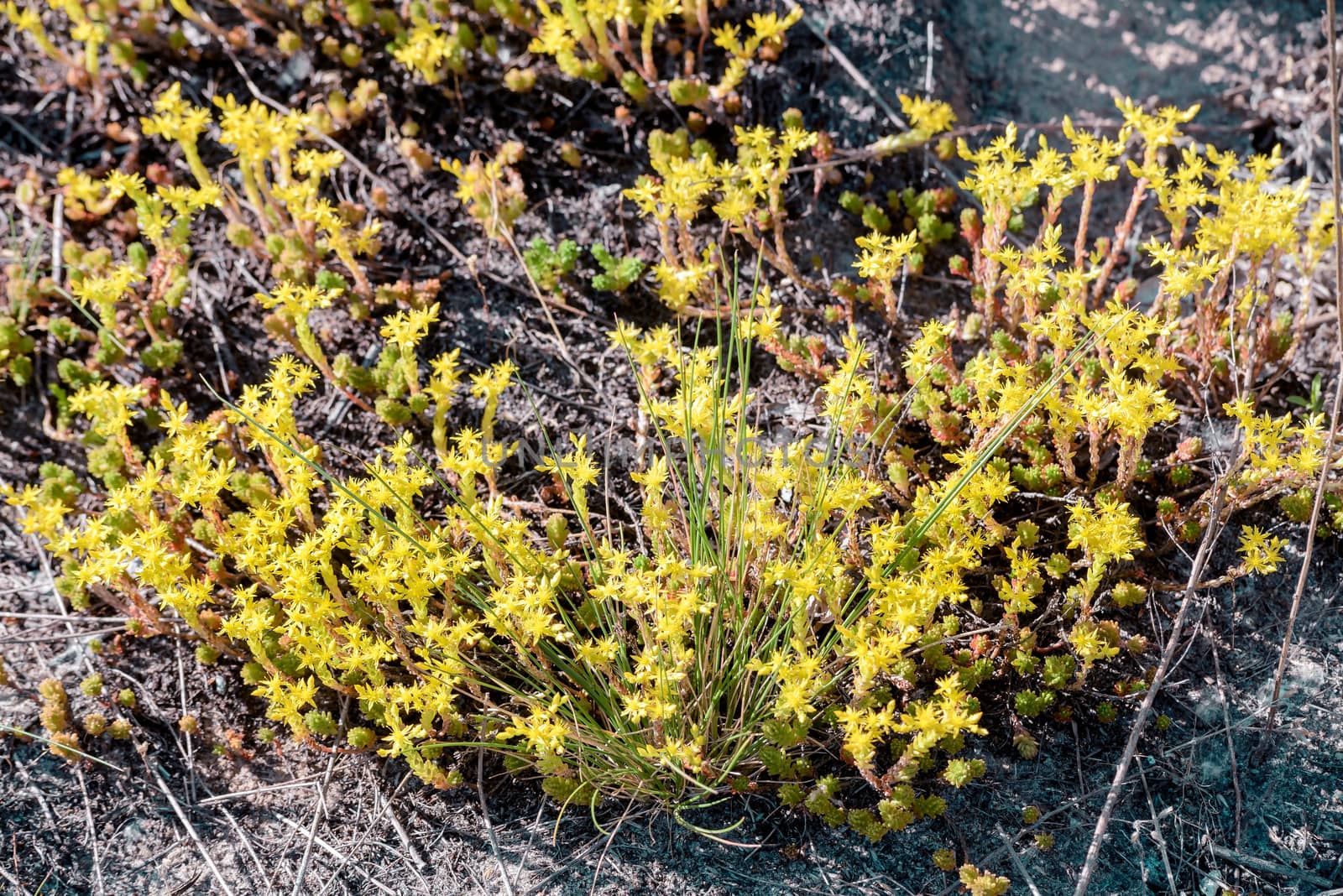 Sedum Acre Flowers by MaxalTamor