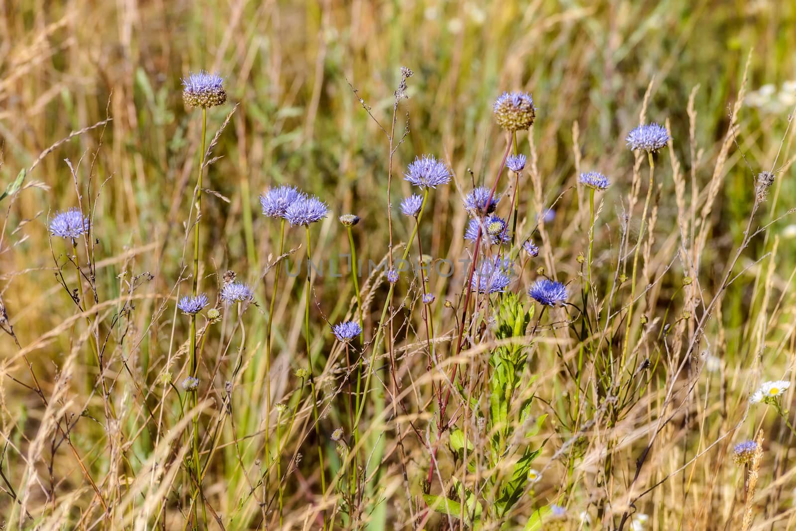 Blue Jasione montana also known as Sheep's bit scabious, blue bonnets, blue buttons, blue daisy, iron flower, sheep's scabious and sheep's bit, in the meadow under the warm summer sun