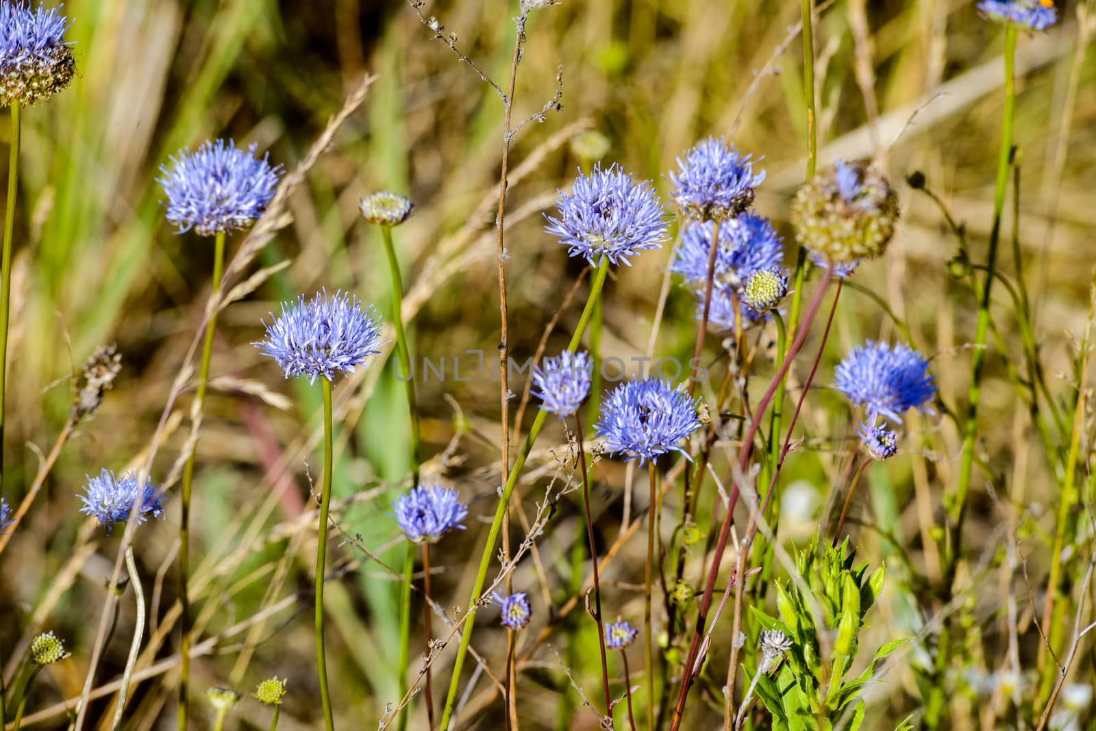 Blue Jasione montana also known as Sheep's bit scabious, blue bonnets, blue buttons, blue daisy, iron flower, sheep's scabious and sheep's bit, in the meadow under the warm summer sun