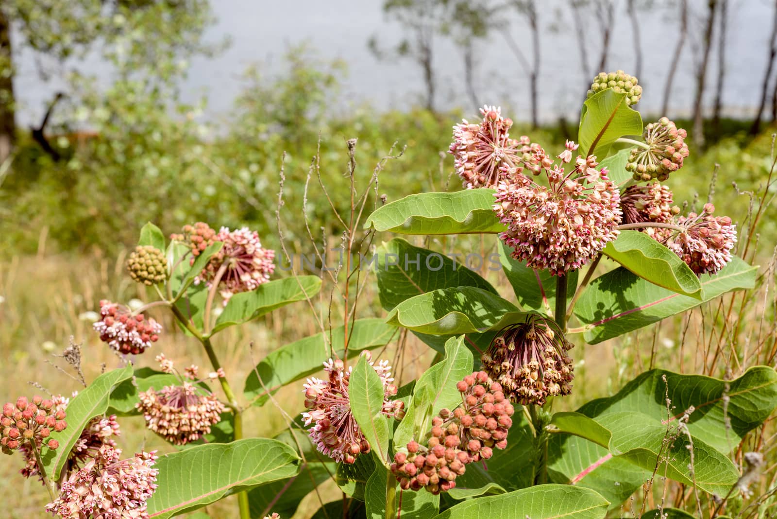 Asclepias Flower and Bees by MaxalTamor