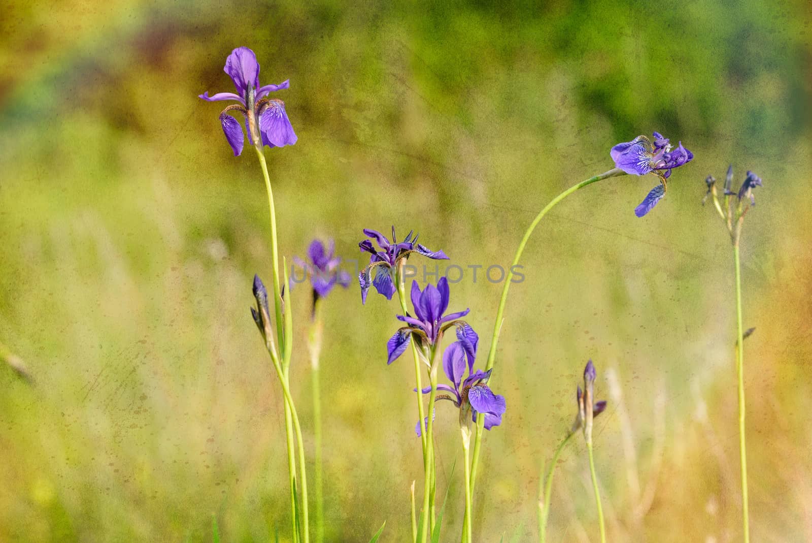 Iris sibirica in the meadow by MaxalTamor