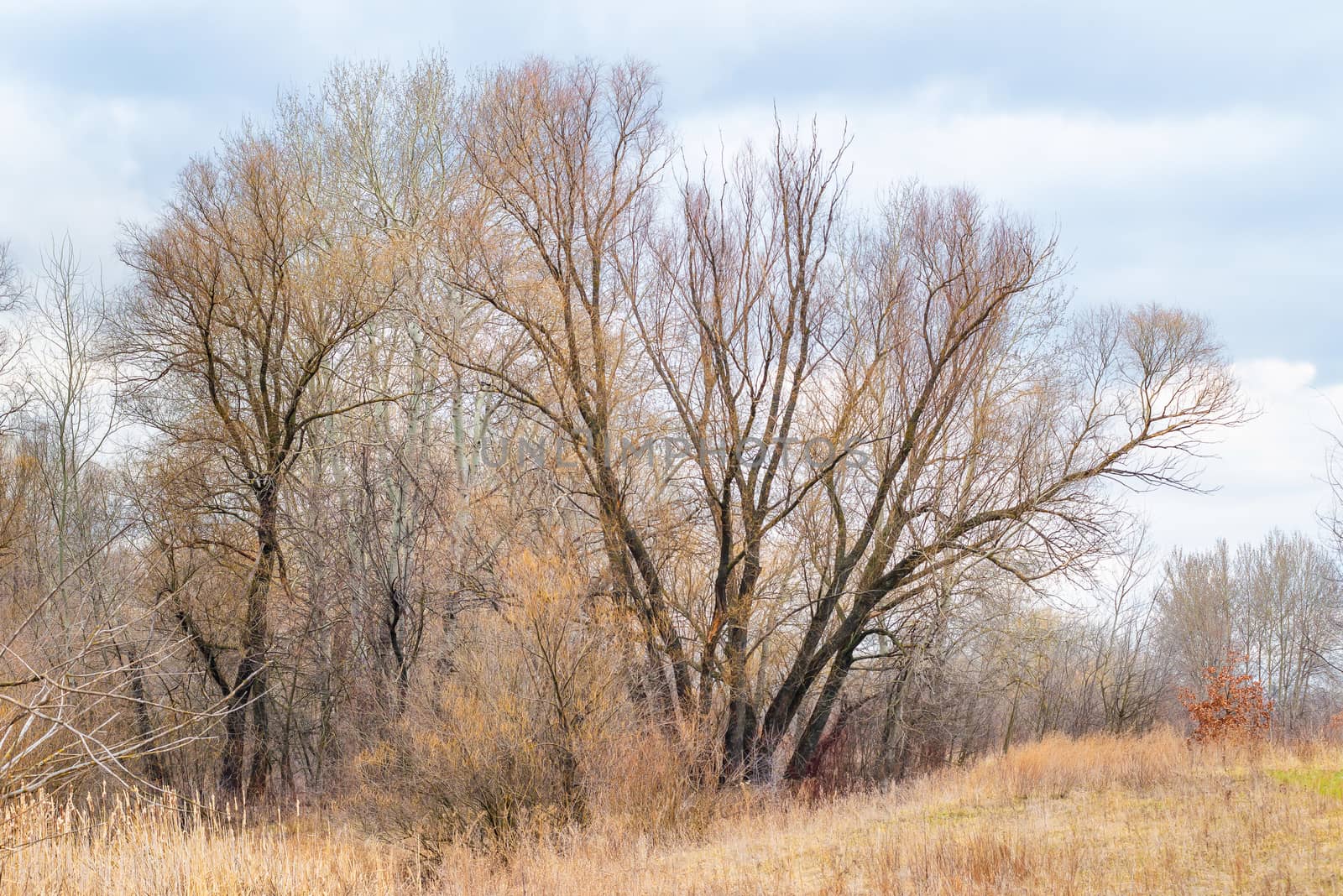 Melancholic tree in winter by MaxalTamor