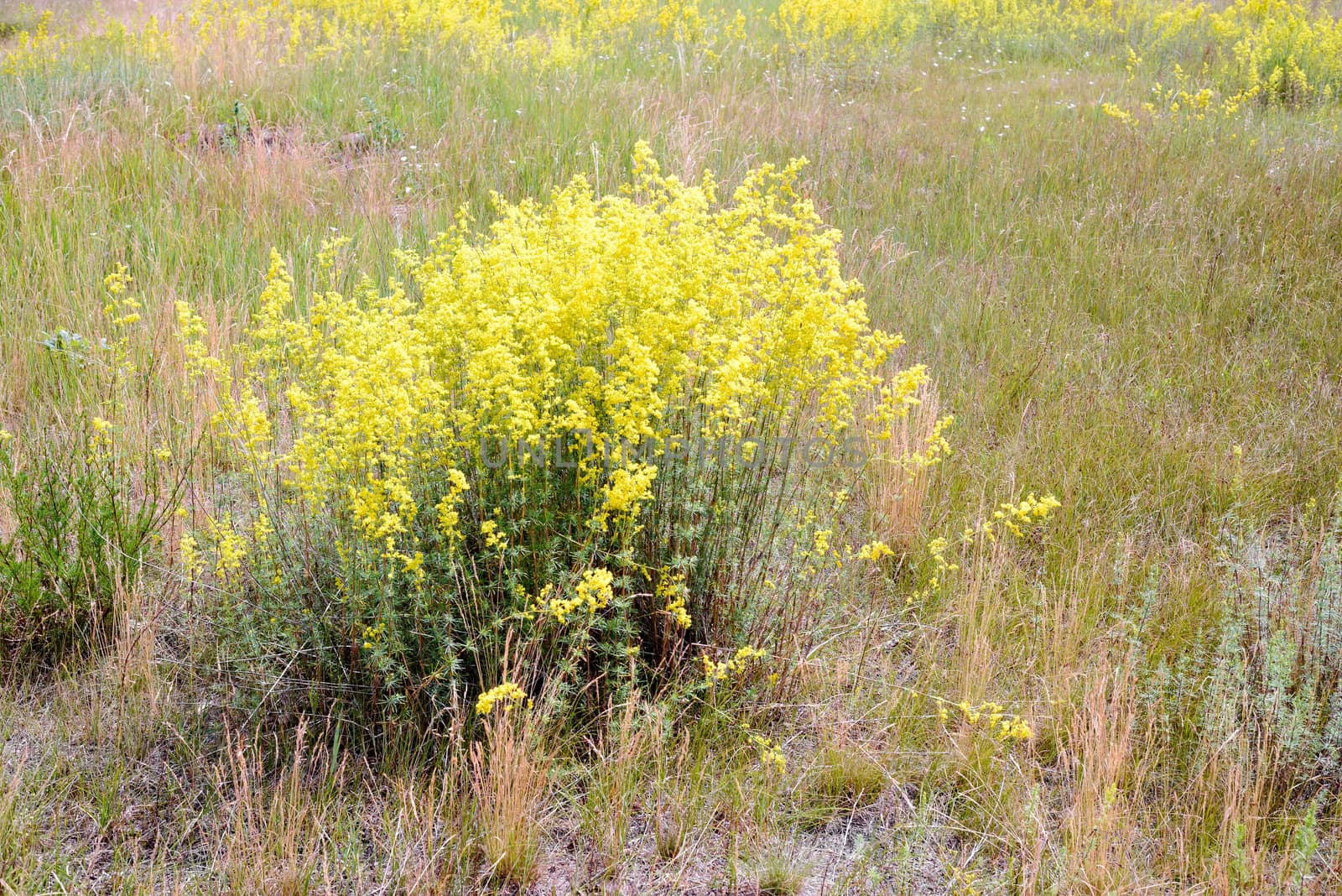 Yellow Galium verum flowers, also known as lady's bedstraw or yellow bedstraw, in the Meadow at the edge of the forest, at the end of spring in Kiev, Ukraine