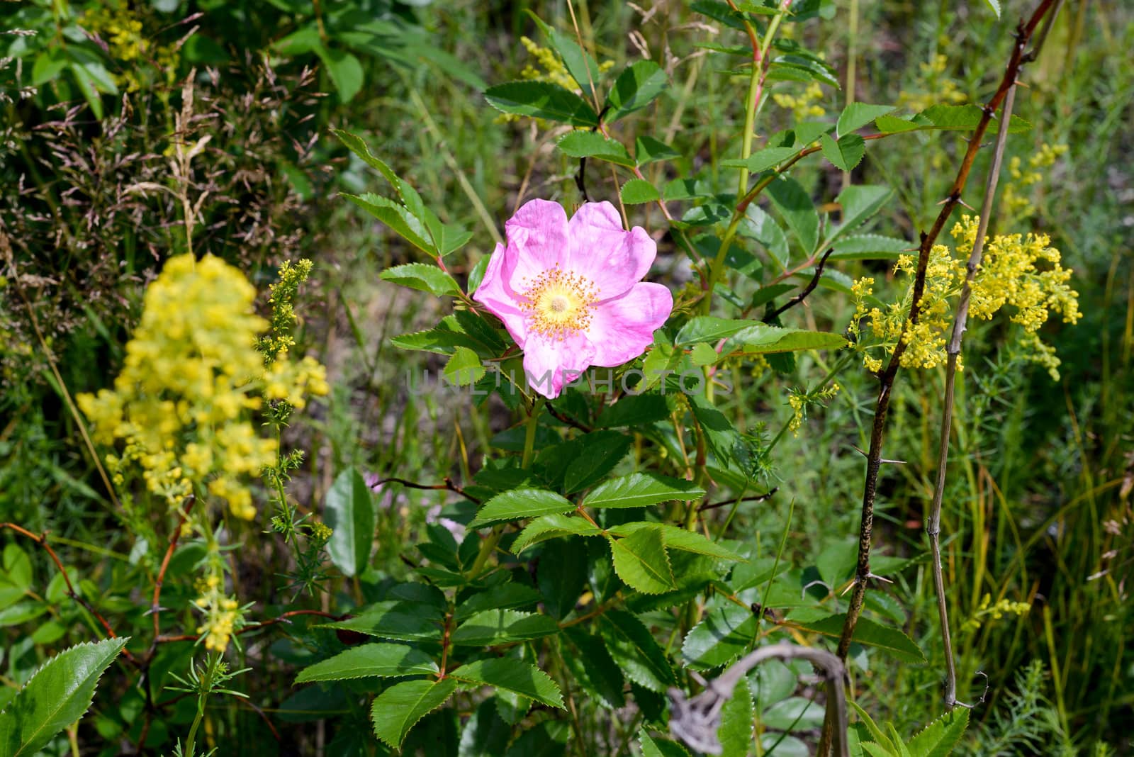 A nice rosa rubiginosa, also known as briar rose, dog-rose, sweet briar, sweetbriar rose, sweet brier, rose hip or eglantine, under the warm spring sun, in Kiev, Ukraine