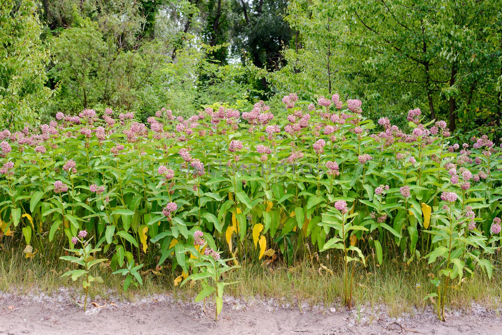 Pink and white Asclepias syriaca flowers and buds, also known as Milkweed or silkweed, with  foraging bees, in the meadow close to the Dnieper river in Kiev, Ukraine, under the warm summer sun