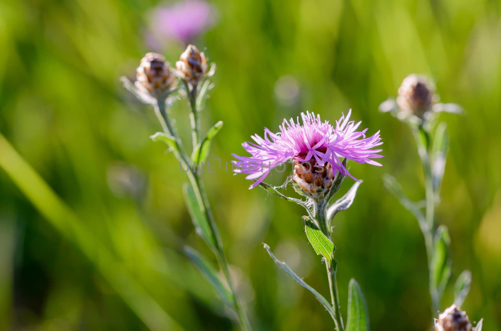 Centaurea Phrygia L. Subspecies Pseudophrygia by MaxalTamor