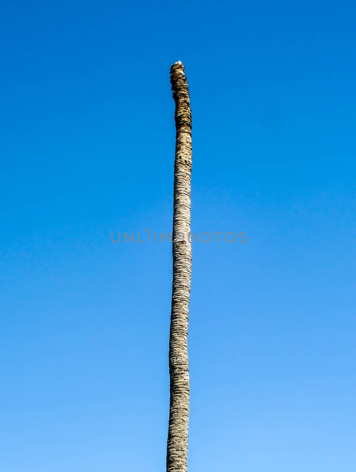 Dead coconut in blue sky at garden