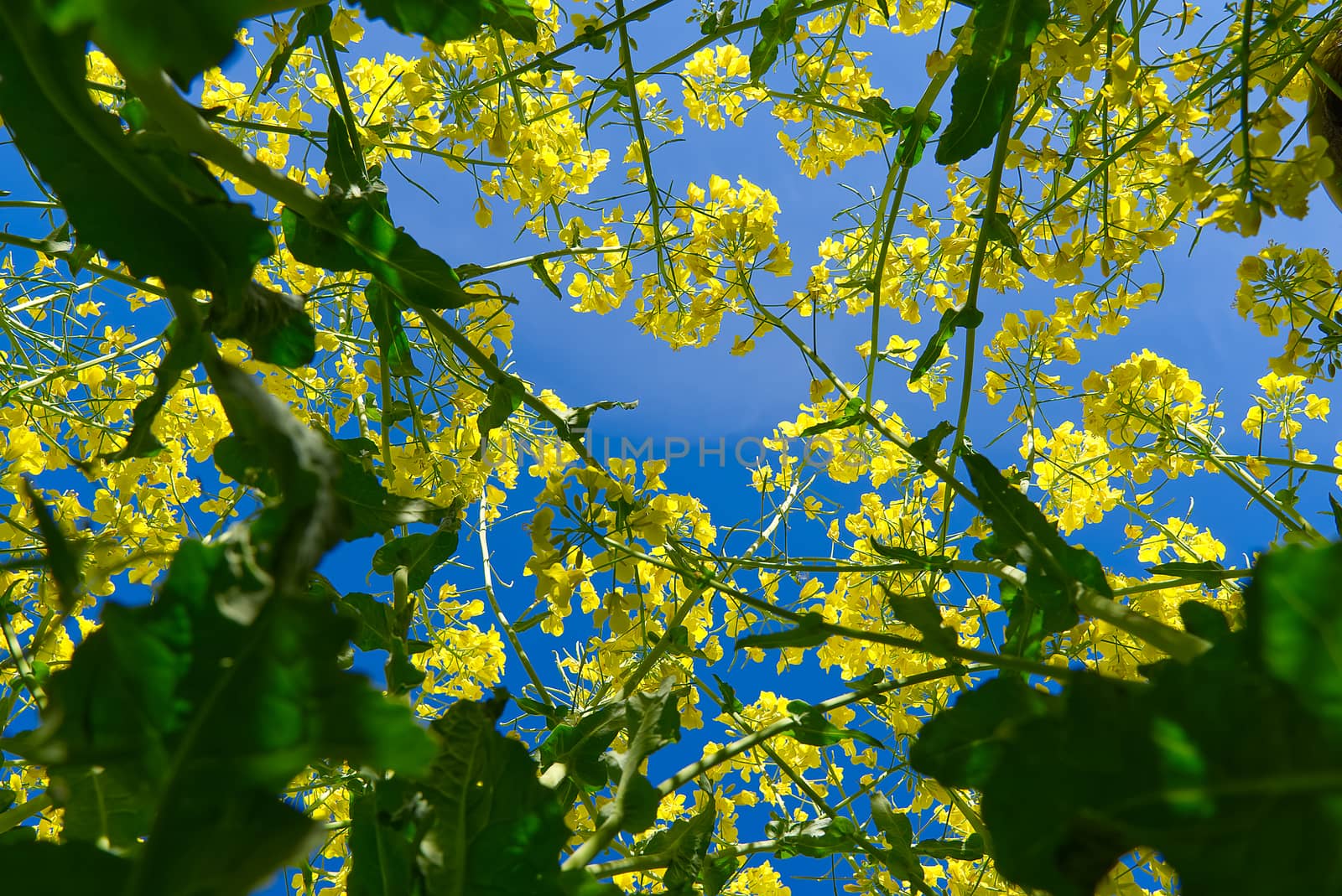 Close- up of rapeseed flowers, Brassica napus. bottom view. by PhotoTime