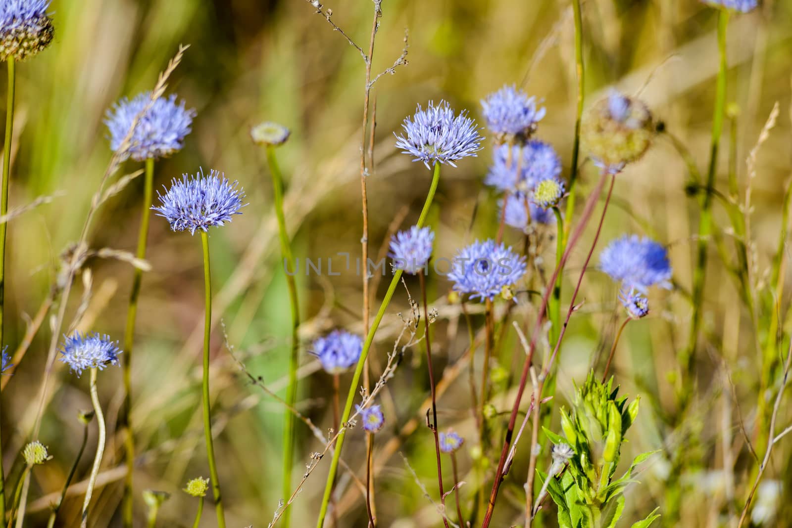 Blue Jasione montana also known as Sheep's bit scabious, blue bonnets, blue buttons, blue daisy, iron flower, sheep's scabious and sheep's bit, in the meadow under the warm summer sun